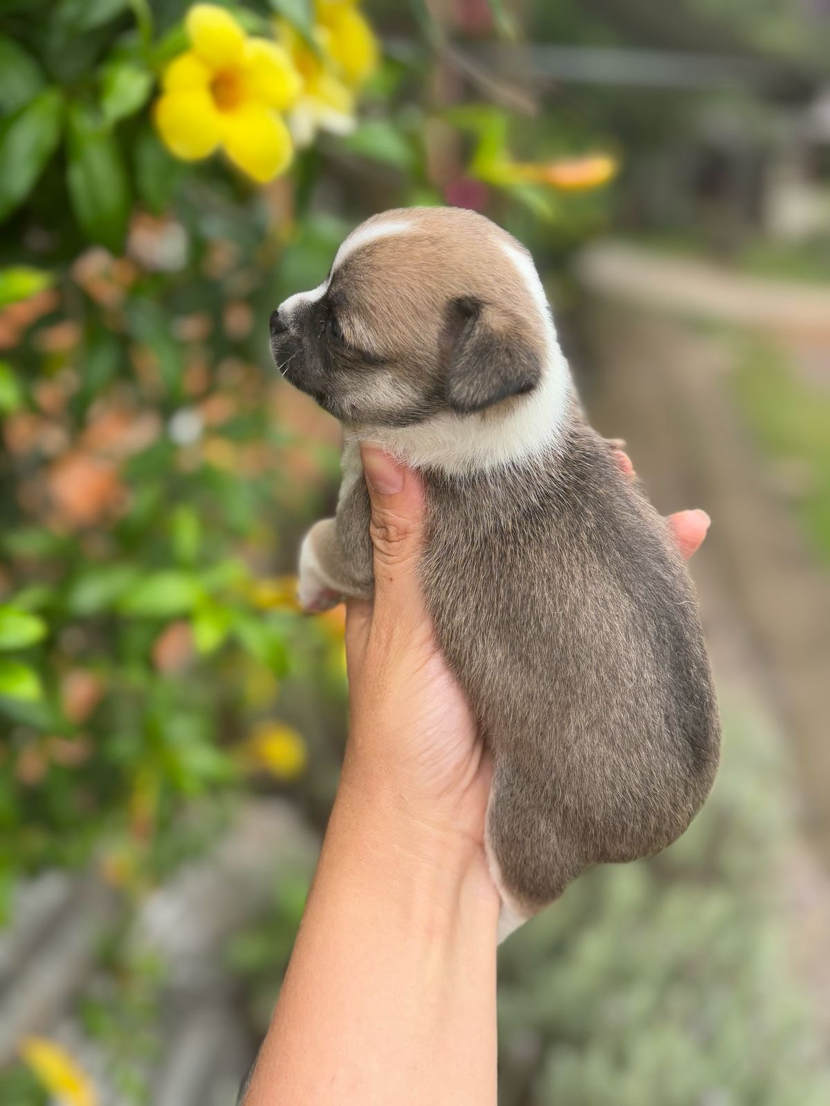 Chihuahua-Fêmea-pêlo-curto -canil-solar-dos-pet- (2)