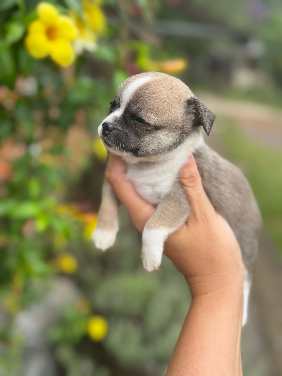 Chihuahua-Fêmea-pêlo-curto -canil-solar-dos-pet- (3)