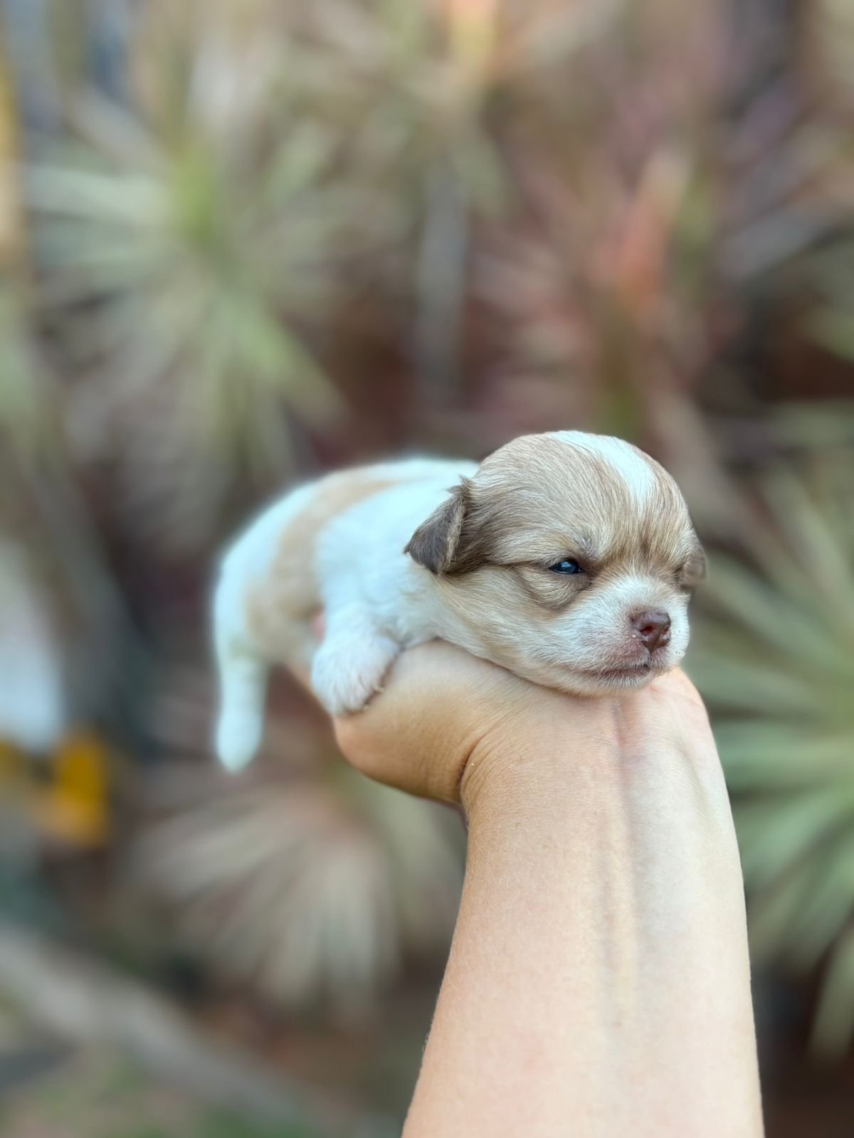 Chihuahua-Fêmea-pêlo-longo-canil-solar-dos-pet-02