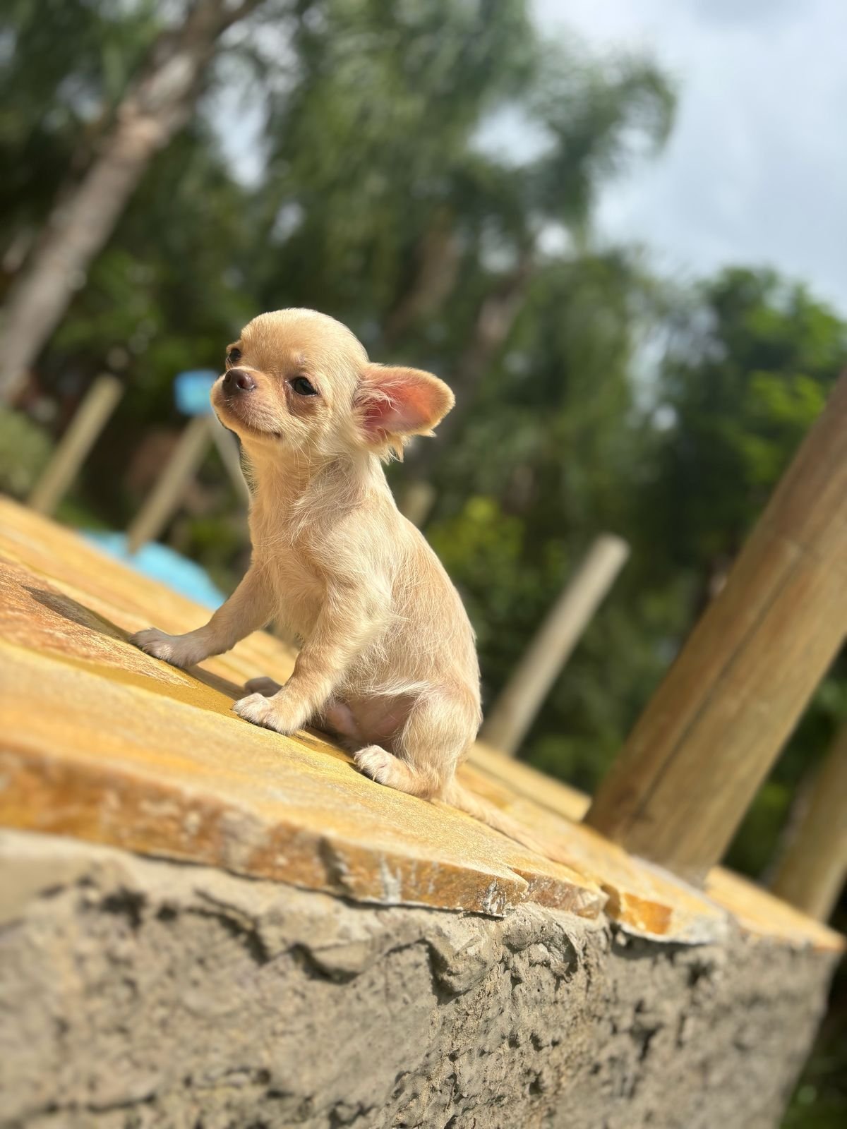 Chihuahua-macho-canil-solar-dos-pet-02