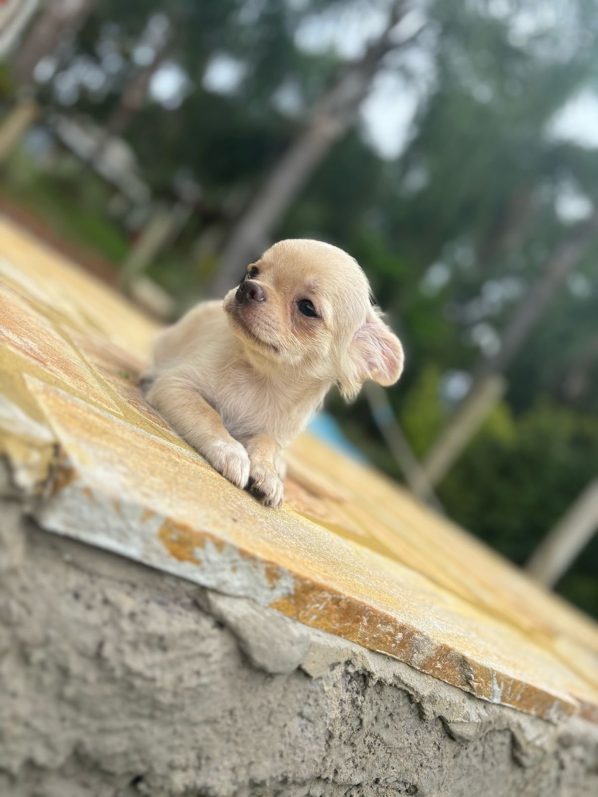 Chihuahua-macho-canil-solar-dos-pet-03