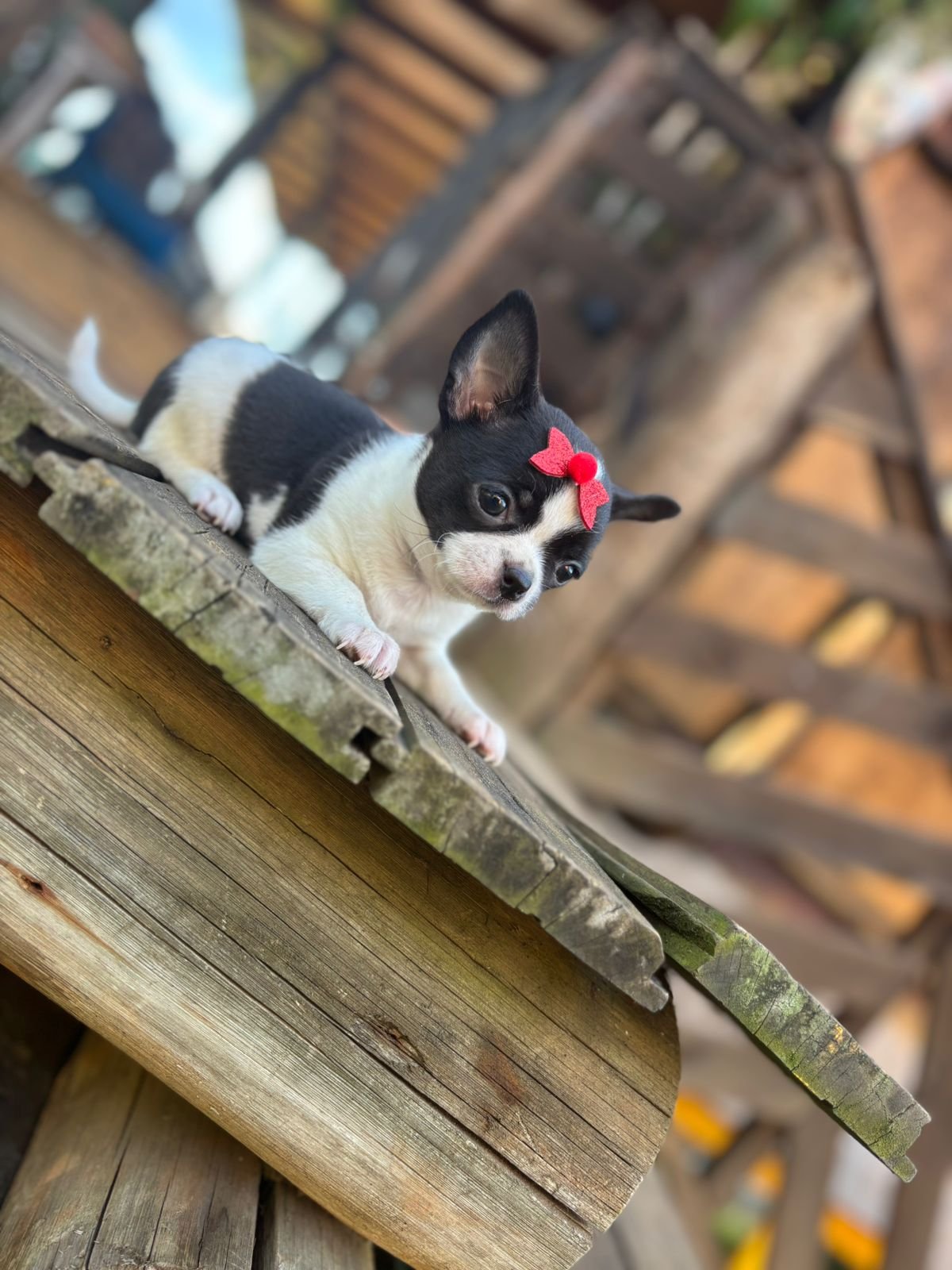 Imagem do WhatsApp de 2025-09-03 à(s) 15.52.44_db6b8c72