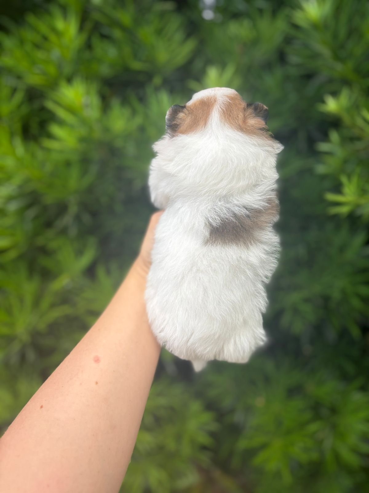 Imagem do WhatsApp de 2025-12-02 à(s) 12.08.37_f5737998