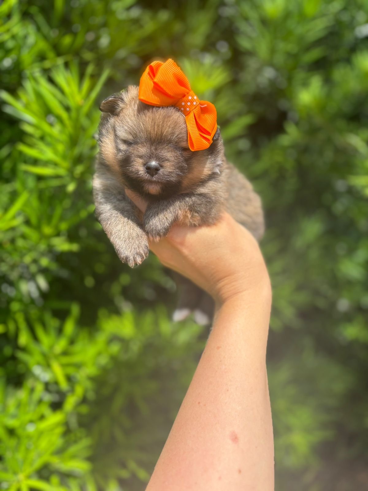 Imagem do WhatsApp de 2025-12-02 à(s) 12.08.51_d9aa0318