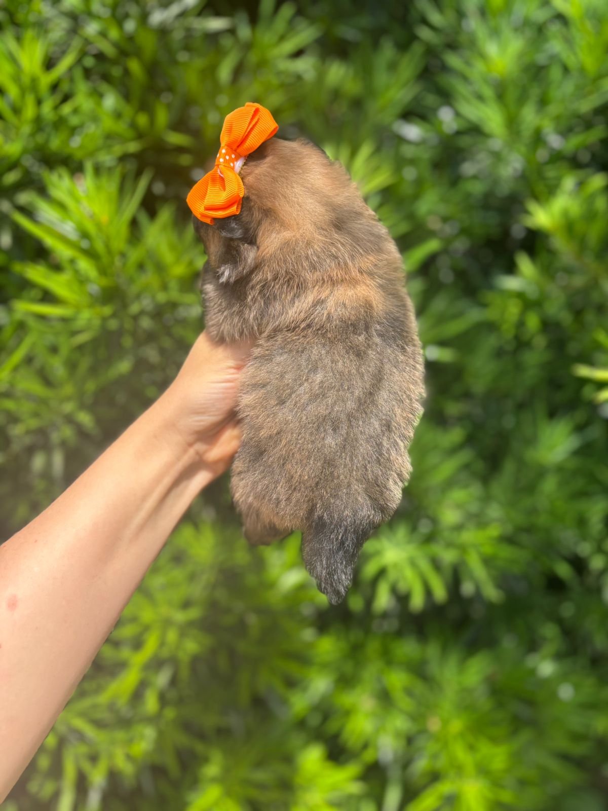 Imagem do WhatsApp de 2025-12-02 à(s) 12.08.52_9d75d8c9