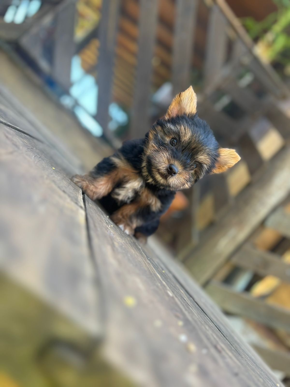 Imagem do WhatsApp de 2025-12-02 à(s) 12.09.50_3037a7de