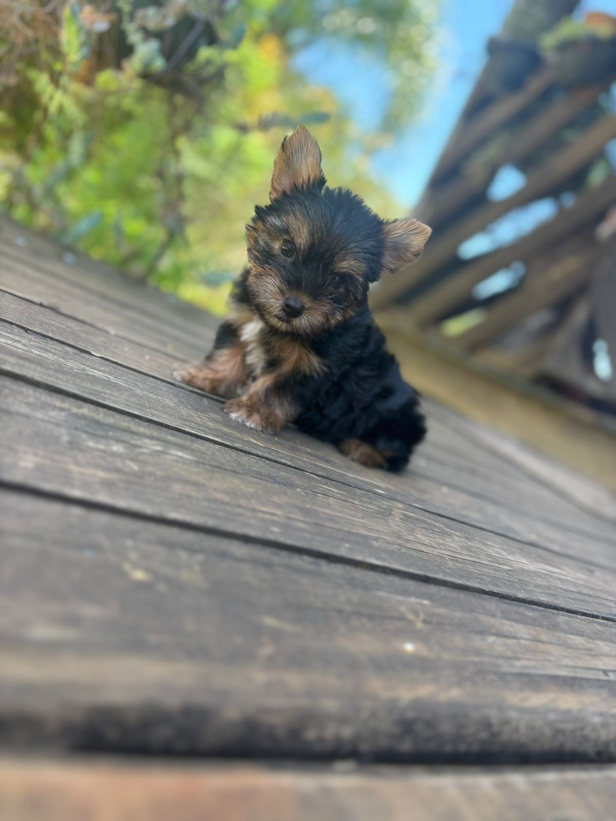 Imagem do WhatsApp de 2025-12-02 à(s) 12.09.50_3152751d