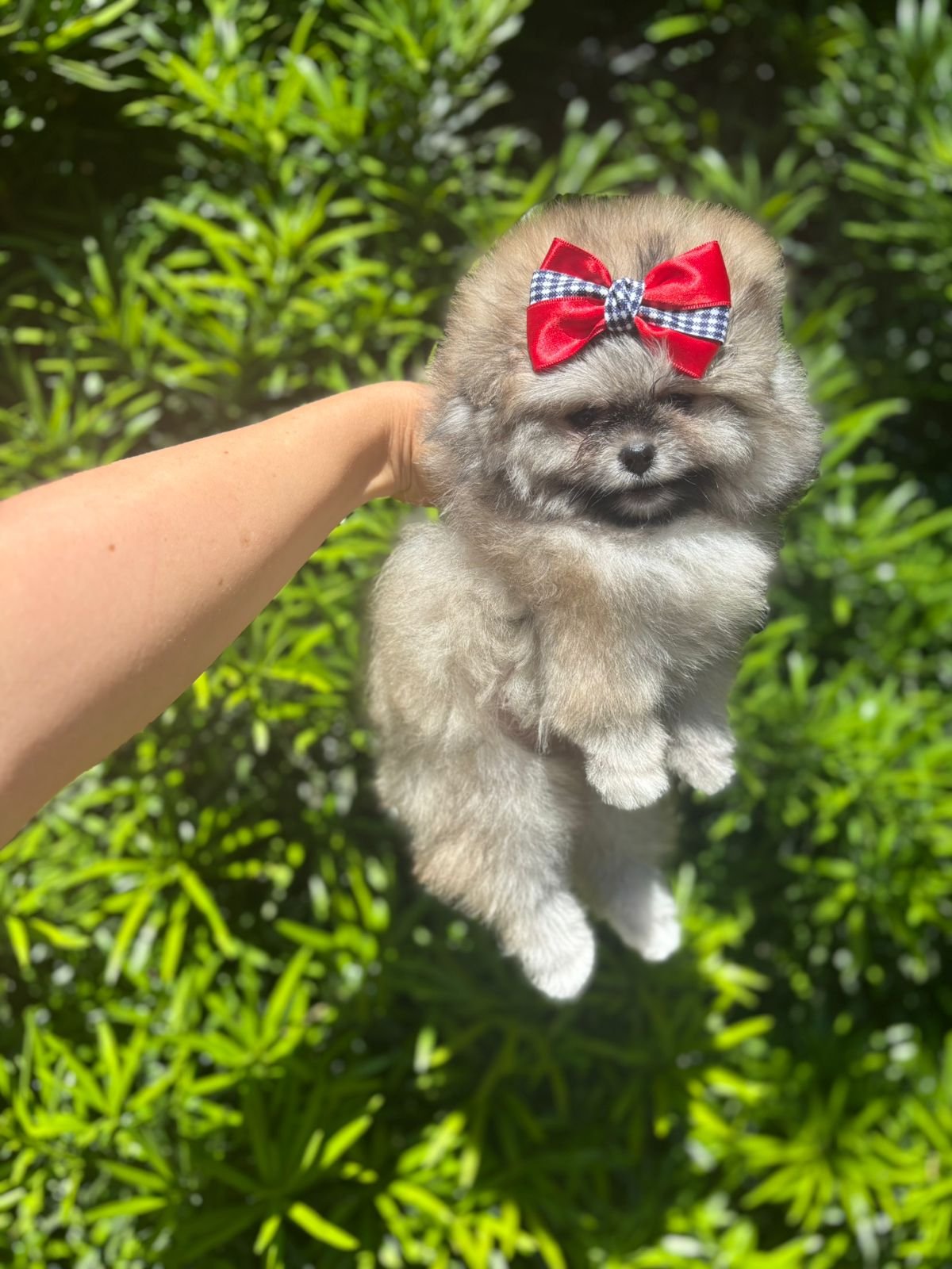 Imagem do WhatsApp de 2025-12-02 à(s) 12.10.22_b44f51f3