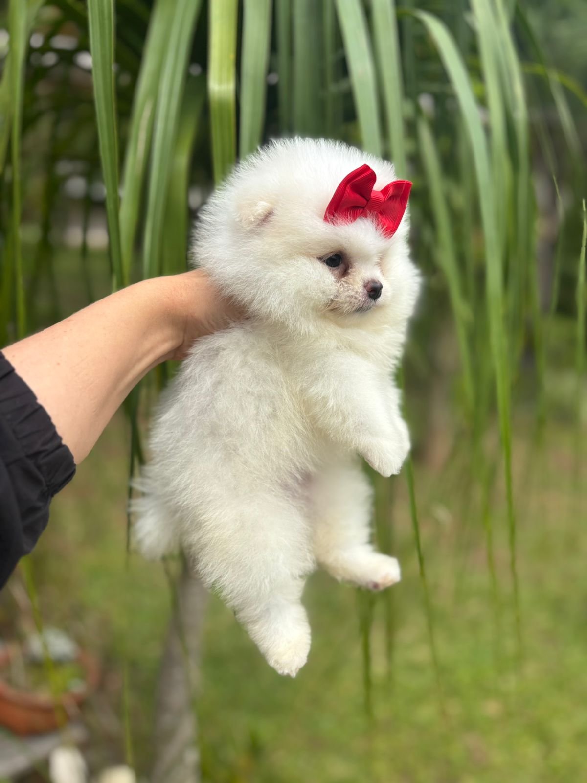 Imagem do WhatsApp de 2025-12-02 à(s) 12.10.24_8ddd63c4