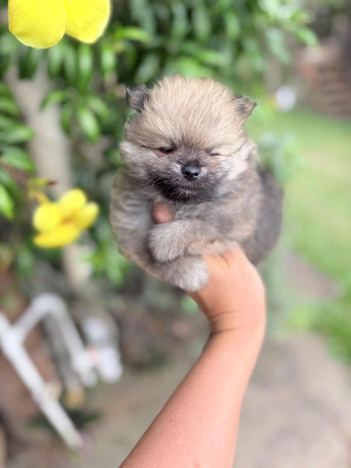 spitz