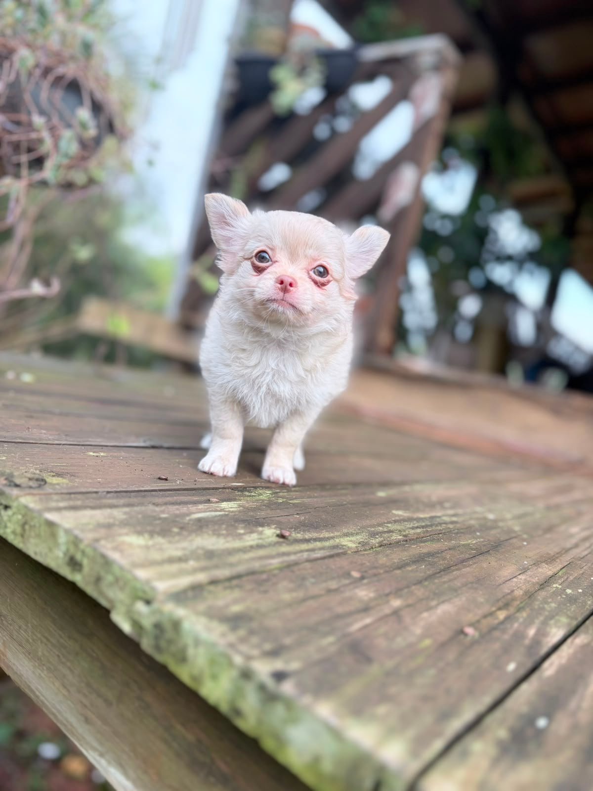 chiuhuahua macho 01